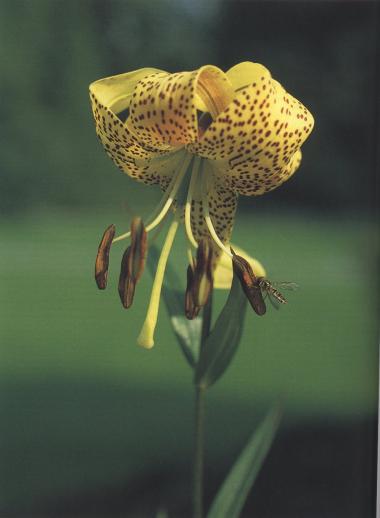 Lilium leichtlinii